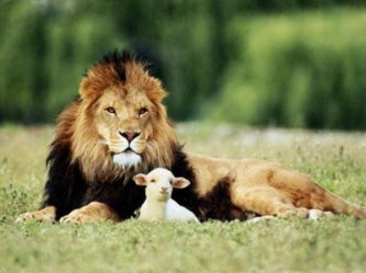lionandlamb