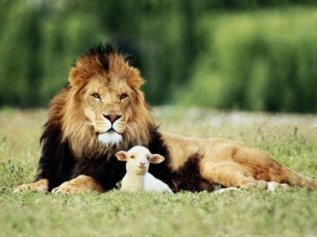 lionandlamb