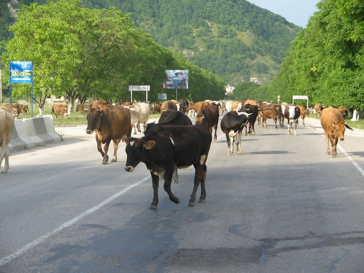 cows