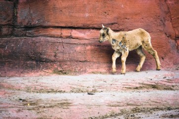 the_lost_sheep