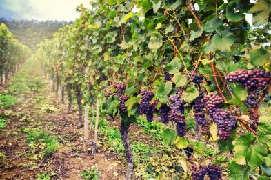49634607-landscape-with-autumn-vineyards-and-organic-grape-on-vine-branches