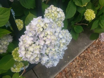 IMAG0719