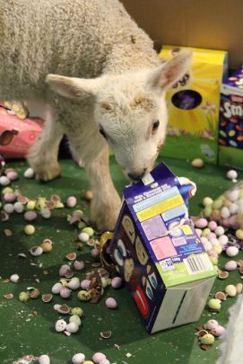Lambs-with-Easter-Eggs