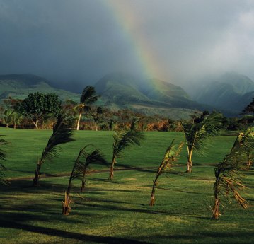 Wind-palm-trees-golf-course-Hawaii-Maui